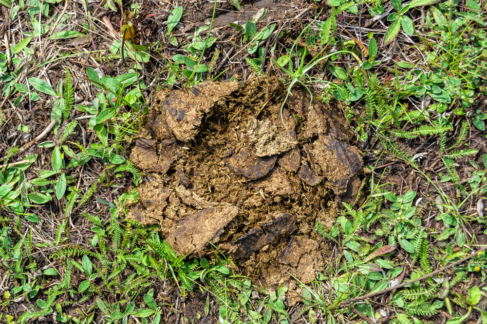Photography on theme fresh cow dung lies on manure animal farm Photography on theme fresh cow dung lies on manure animal farm