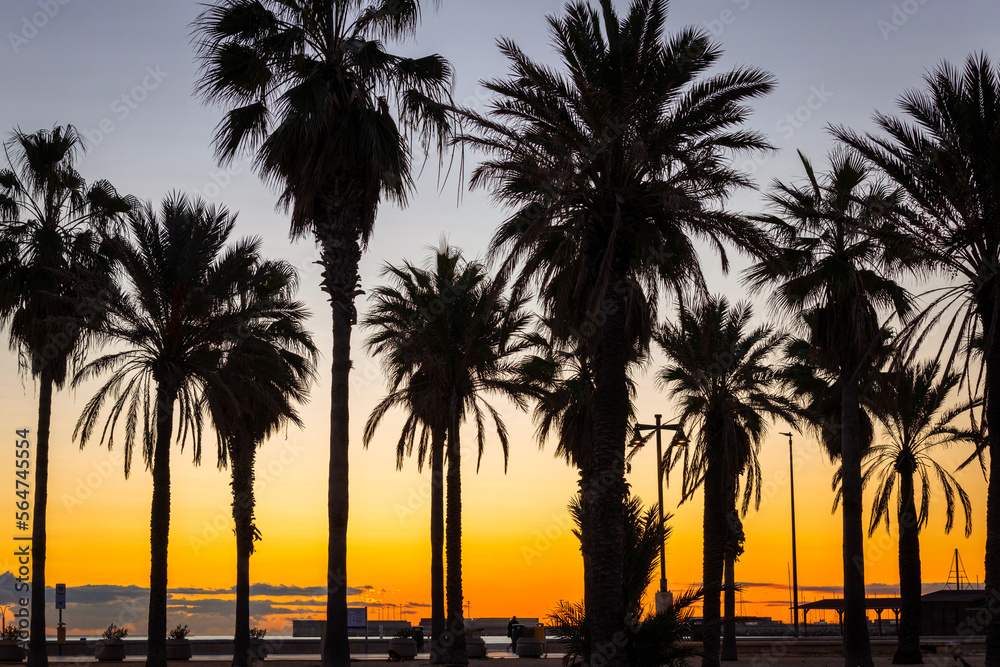Palm trees on Playa de las Arenas beach at sunrise, Valencia. Spain