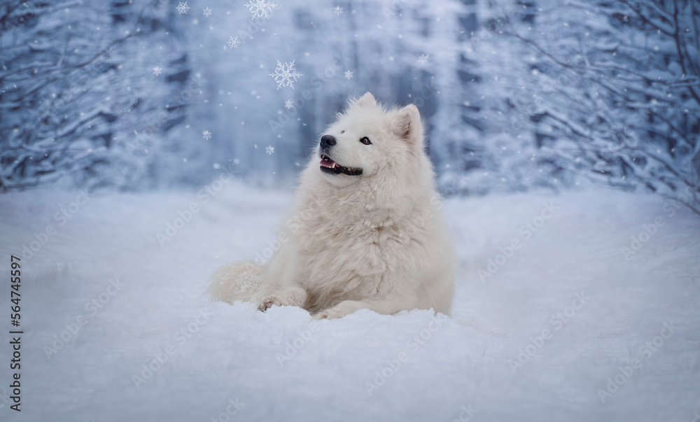 Samoyed female. Winter portrait. A dog lying in a snowy landscape. Samoyed female. Winter portrait. A dog lying in a snowy landscape.