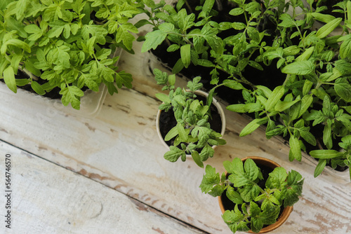 tomato seedlings in containers of various shapes on the table close-up selective focus