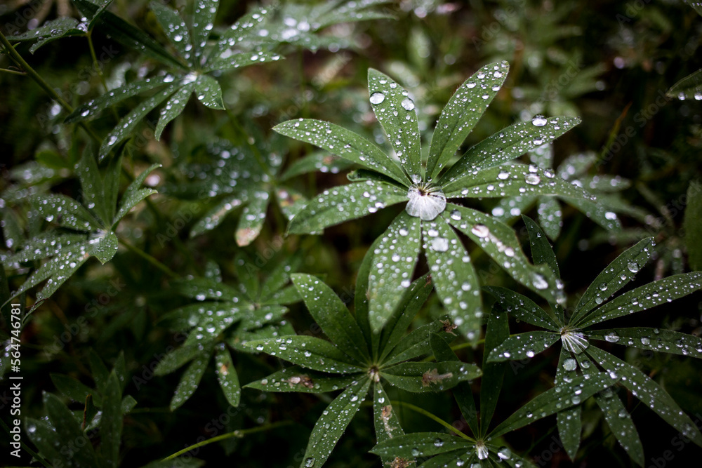 A water drop sits in the center of a Lupine plant in Montana. A water drop sits in the center of a Lupine plant in Montana.