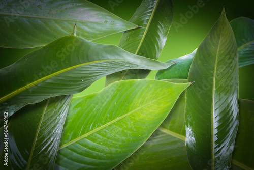 photo illustration of tropical banana leaf texture grouped into nature wallpaper, suitable for use as a background for mockup food products. clippingpath