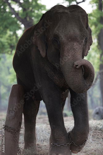 A chained, female elephant at the Elephant Breeding Centre in Chitwan, Nepal.