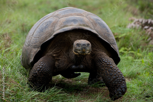 A giant tortoise walks along the rim of Vulcan Alcedo (Alcedo Volcano) on Isabella Island in the Galapagos. photo