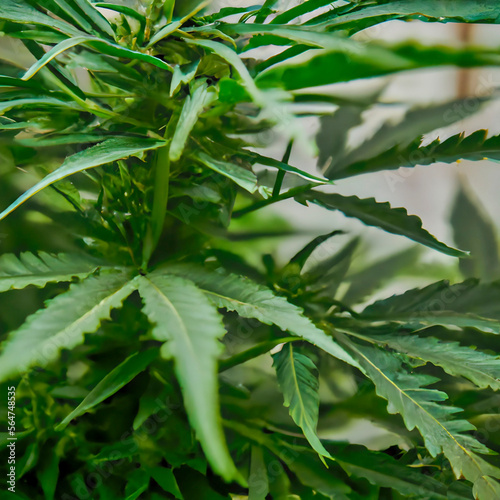 A close-up vibrant coloered  marijuana plant photo