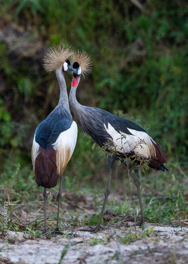 Grey Crowned Crane in Kanyanda, Uganda