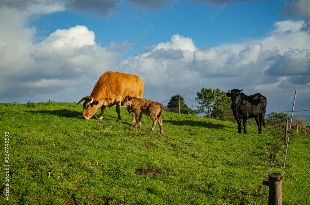 Cow family with calf