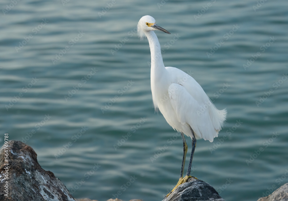 a snowy egret on the beach a snowy egret on the beach