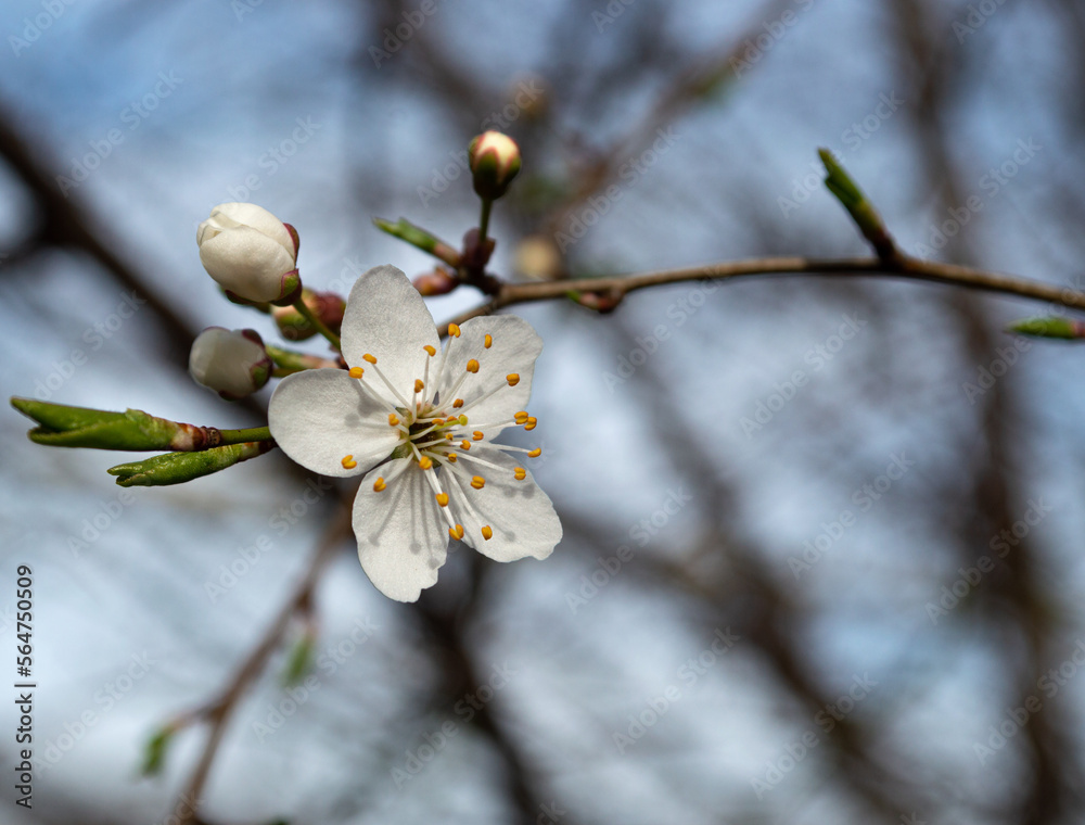 One blooming flower of a cherry blossom tree, macro One blooming flower of a cherry blossom tree, macro