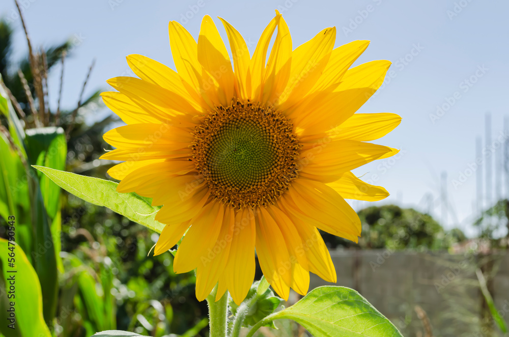 Εκτύπωση καμβά Partly Sunlit Sunflower Head