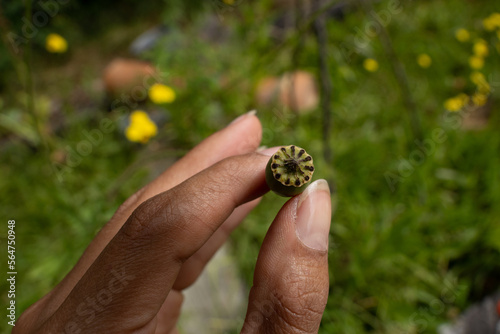 Person showing top of poppy seed head in a cottage garden. Blurred background of green foliage and yellow flowers.