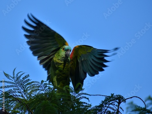 wild turquoise-fronted amazon (Amazona aestiva) parrot taking off photo