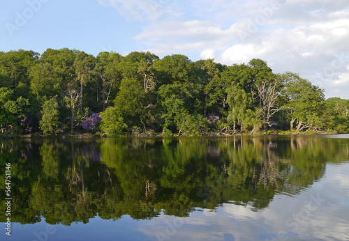 Reflective lake with mature broadleaf forest