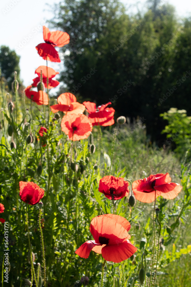 Field of red ANZAC poppies in summer.