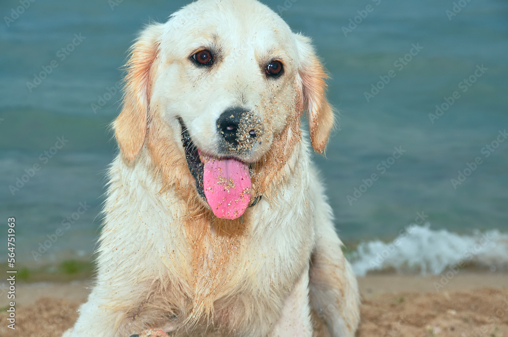 Funny muzzle of a dog with his tongue hanging out and in the sand after sea bathing on the seashore. Golden retriever funny puppy.