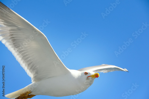 Seabird seagull close-up in flight against the blue sky