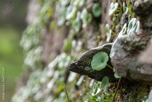 Close-up leaves of Umbilicus rupestris known also as navelwort, penny-pies, wall pennywort or 