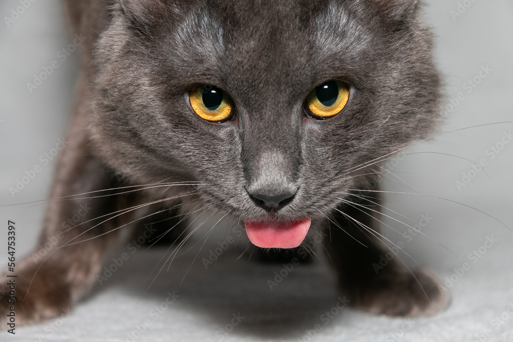 Portrait of a cat of a rare breed Nibelung with his tongue hanging out. The Nibelung is a beautiful cat of a rare breed with beautiful blue fur and pronounced orange eyes. Close-up.