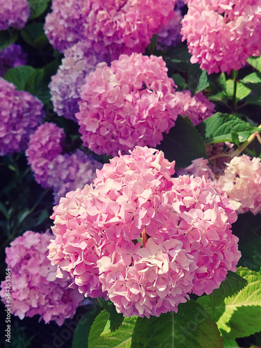 Hydrangea pink flowers