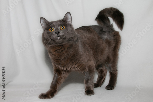 Obraz na płótnie Funny cat breed Nibelung. The Nibelung is a beautiful cat of a rare breed with beautiful blue fur and pronounced orange eyes. w salonie