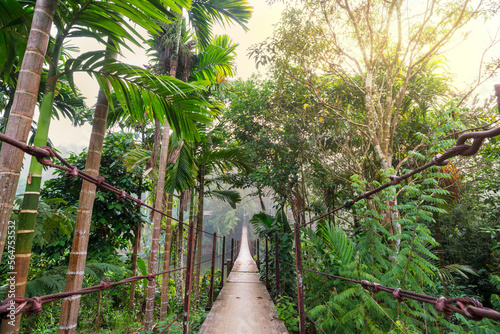 Fototapeta Naklejka Na Ścianę i Meble -  Bridge in jungle