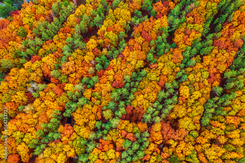 Autumn forest from above © Roxana
