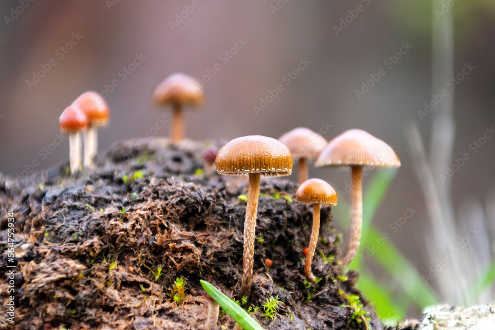Beautiful closeup of forest mushrooms (Protostropharia semiglobata, commonly known as the dung roundhead, the halfglobe mushroom, or the hemispheric stropharia) growing out of a cow pat. Beautiful closeup of forest mushrooms (Protostropharia semiglobata, commonly known as the dung roundhead, the halfglobe mushroom, or the hemispheric stropharia) growing out of a cow pat.