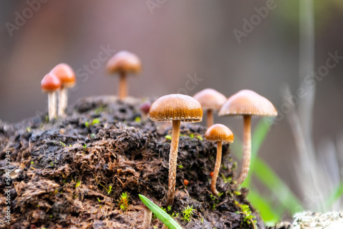 Beautiful closeup of forest mushrooms (Protostropharia semiglobata, commonly known as the dung roundhead, the halfglobe mushroom, or the hemispheric stropharia) growing out of a cow pat.