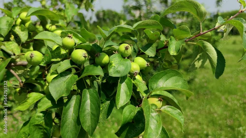 Group of small unripe green apples hangs on swaying tree branch in a summer day. Soft focus. Close-up view. Organic food theme.