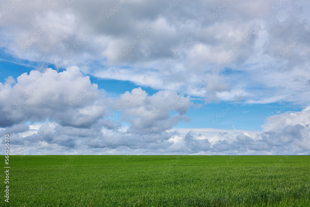 Green wheat field and blue cloudy sky.