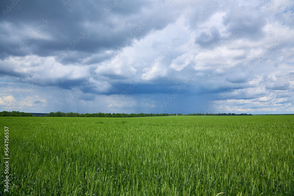 Gloomy storm clouds over a wheat field
