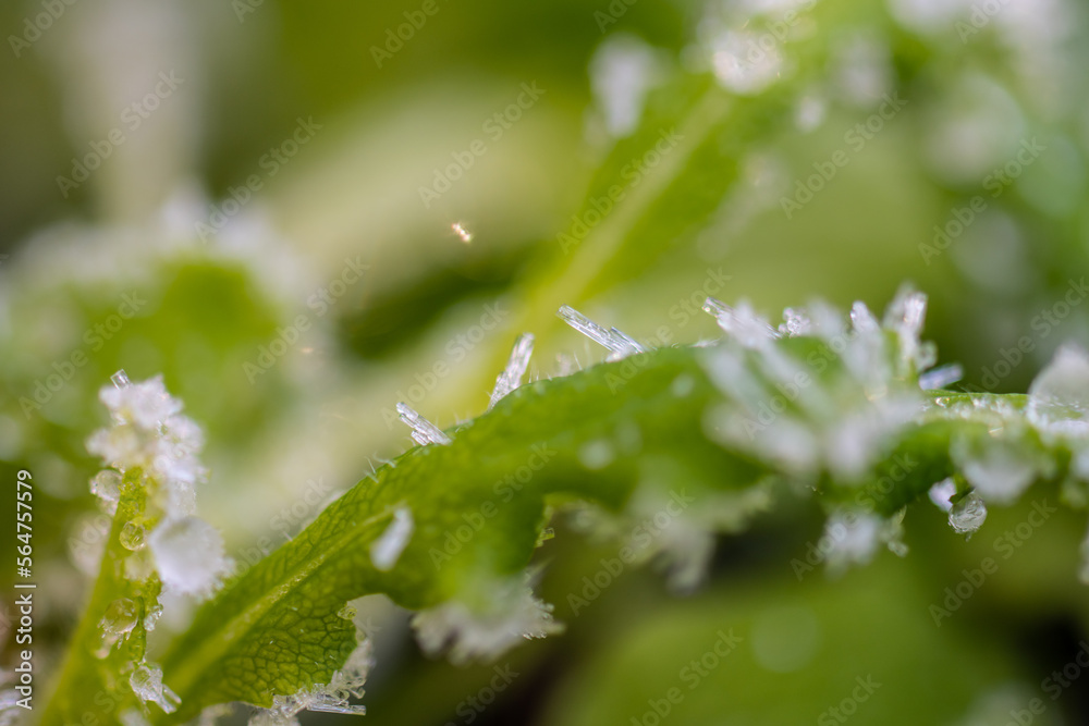 Ice crystals forming on green leaves. Ice crystals forming on green leaves.