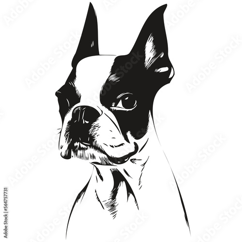 Boston Terrier dog hand drawn vector logo drawing black and white line art pets illustration photo