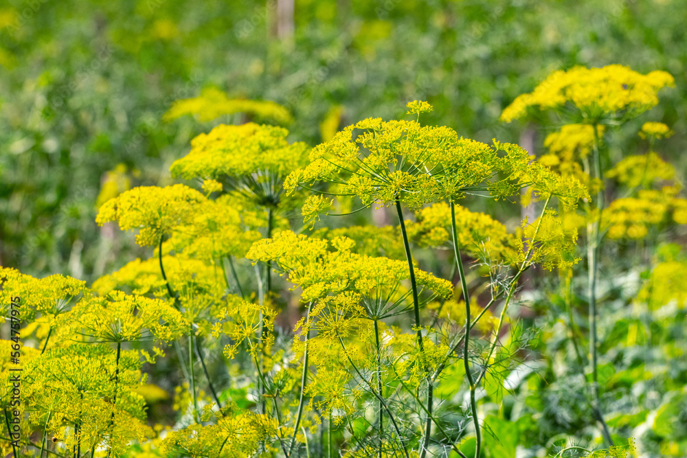Obraz premium Dill on the beds. Dill inflorescence in the field, growing dill