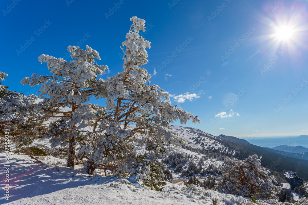 Mountain landscape with snow a sunny day and blue sky. winter photo. Snow storm in the mountains. Mountains and pine trees covered with snow. Mountain landscape with snow a sunny day and blue sky. winter photo. Snow storm in the mountains. Mountains and pine trees covered with snow.
