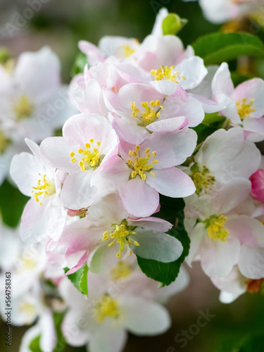 Blossoming apple tree. Large white and pink flowers of an apple tree on a tree