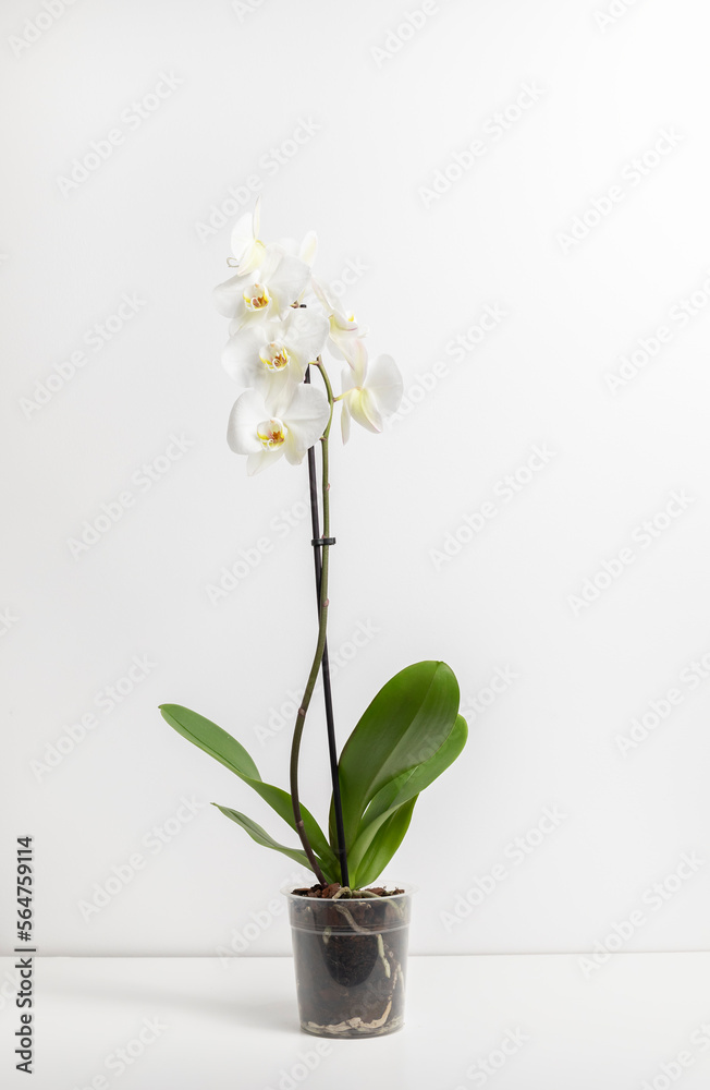 Blooming live white Orchids with green leaves in transparent pot isolated on white background, stands on table. Tropical flower Orchidea, Orchidaceae family. Vertical plane. Abbreviated Phal