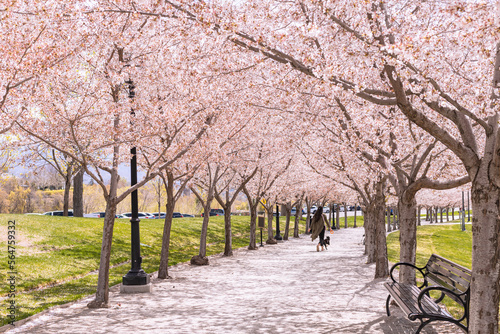 Gente caminando por un sendero bajo árboles de cerezo. Primavera en Salt Lake City, Utah, EU.