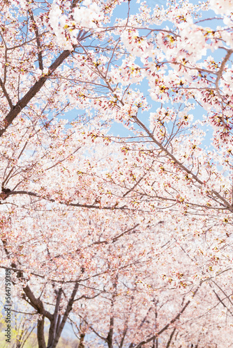 Flor de árbol de Cerezo en primavera.