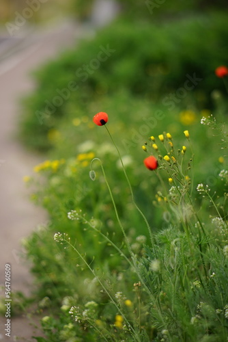 Red poppy flowers and wild pollen flowers grow in summer field.