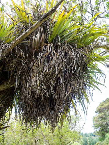 Collospermum hastatum, Kahakaha, Perching lily, Kahakaha, Tank lily or Astelia hastata. Tree epiphyte nesting in the canopy photo