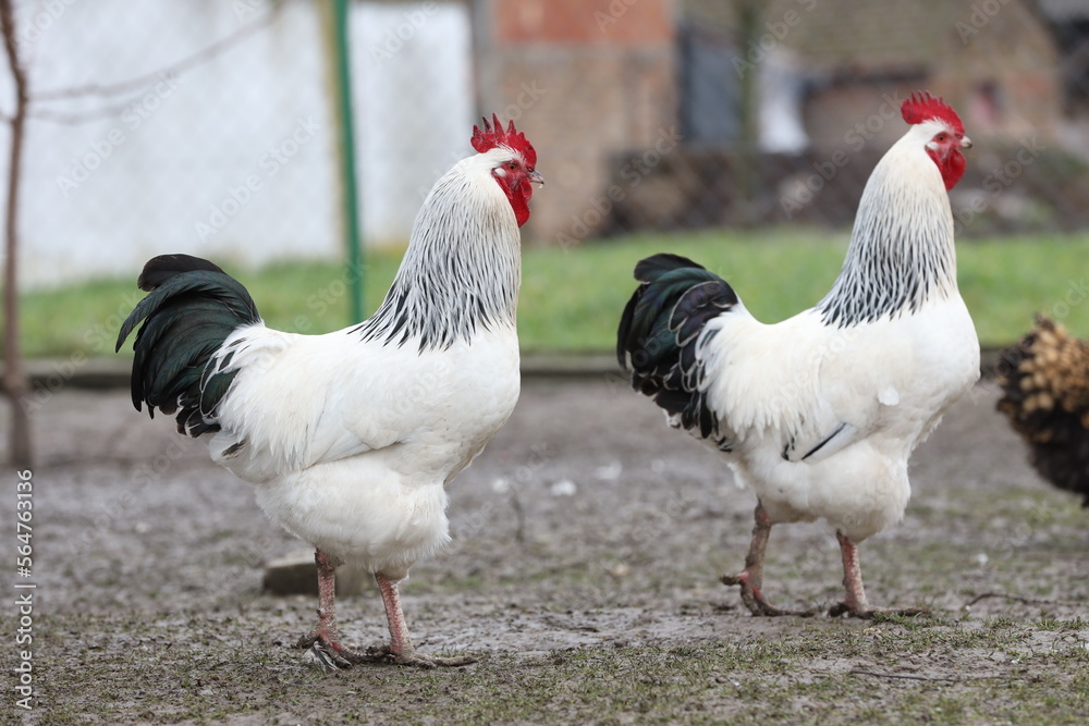 two white roosters with black tails are walking in the orchard
