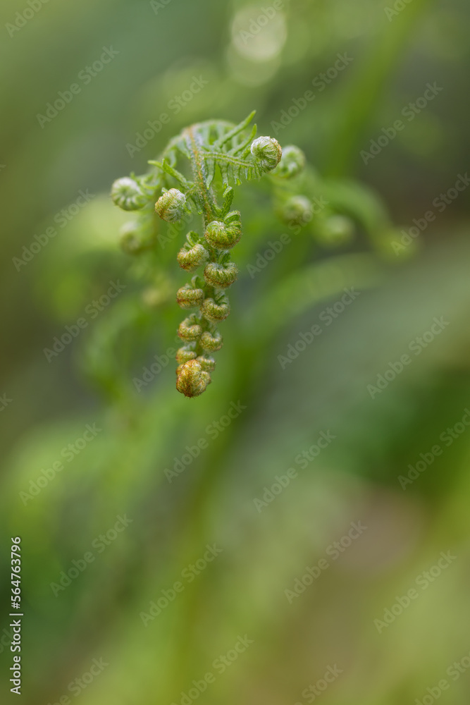 Close up shot of a growing fern in the forest. Vertical image. Selective focus. Areas out of focus. Close up shot of a growing fern in the forest. Vertical image. Selective focus. Areas out of focus.