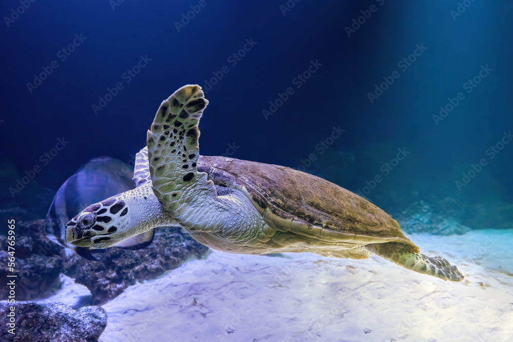 Obraz premium Green sea turtle Chelonia mydas swinning in aquarium, oceanarium blue water. Ocean, marine, aqueatic, underwater life.