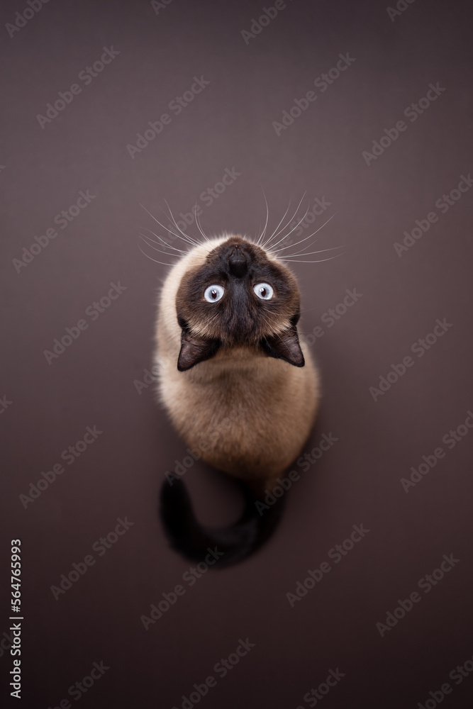 top view of a siamese cat sitting on brown background looking up curiously top view of a siamese cat sitting on brown background looking up curiously