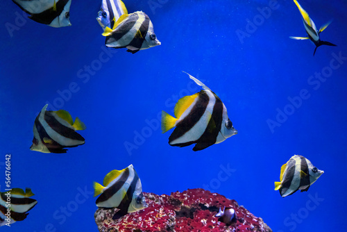 Group of Heniochus acuminatus, Pennant coralfish, reef bannerfish, coachman swimming in blue ocean water. Aquatic, underwater, sea life. Beautiful tropical exotic fish in aquarium, oceanarium pool photo