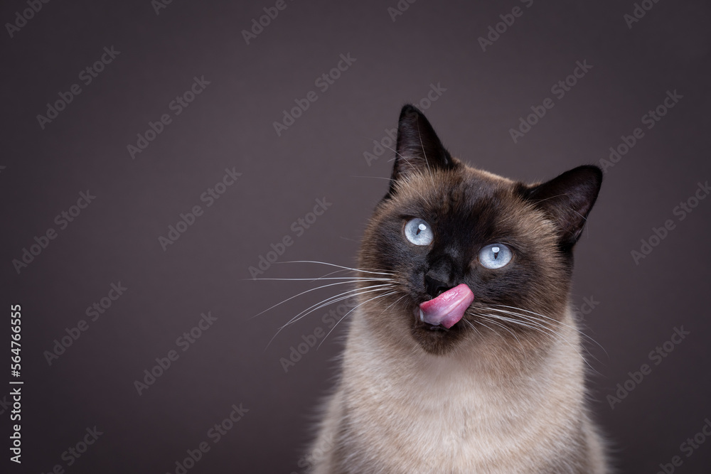hungry siamese cat portrait. the cat is licking it's mouth and waiting for snacks. studio shot on brown background with copy space