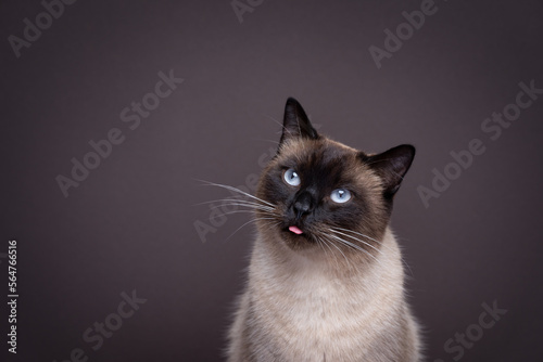 cute siamese cat sticking small tongue out. portrait on brown background with copy space © FurryFritz
