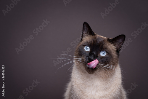 Fotografia hungry siamese cat portrait