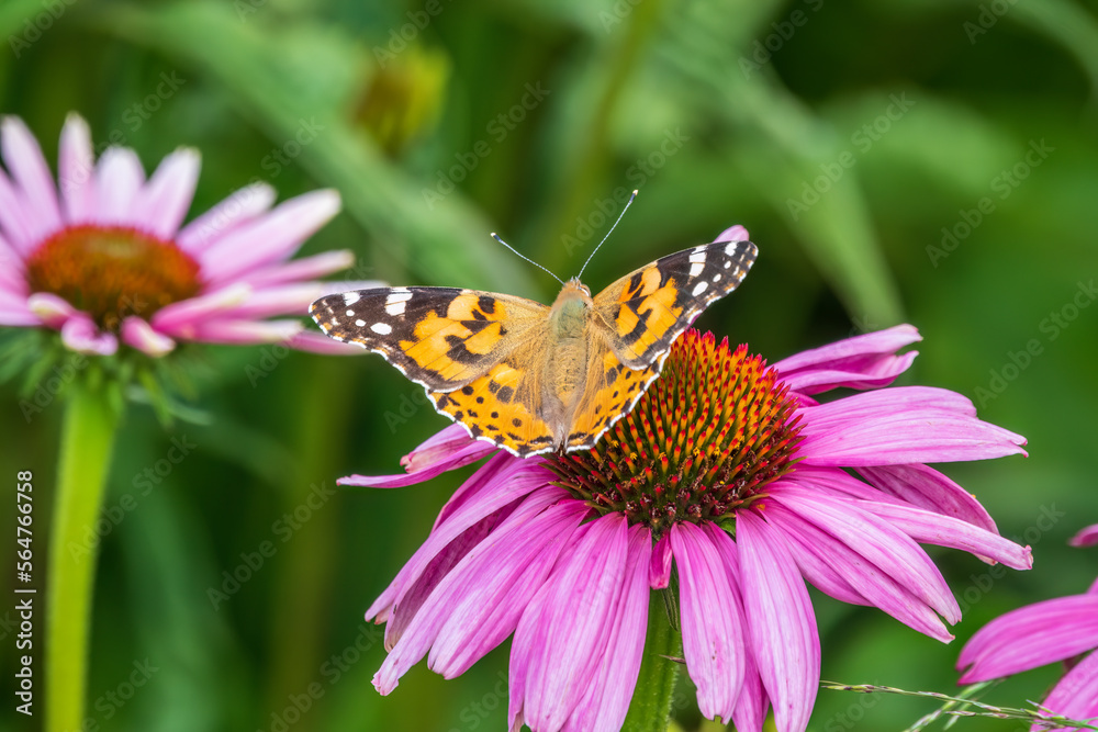 Beautiful butterfly painted lady or Vanessa cardui sitting on purple Echinacea flower in the summer. Close up. Macro. Beautiful butterfly painted lady or Vanessa cardui sitting on purple Echinacea flower in the summer. Close up. Macro.